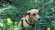 Polizeihund «Yuna» findet 62-jährige Vermisste beim ersten Einsatz