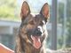 Sargans - Diensthund schnappt Einbrecher