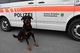 Wittenbach SG: Polizeihund stellt Flüchtigen 
