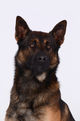 Grabs (SG): Polizeihund "Zen" fasst mutmasslichen Dieb